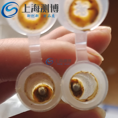 測博冷凍研磨儀對植物果實(shí)黑殼楠研磨實(shí)驗(yàn)案例