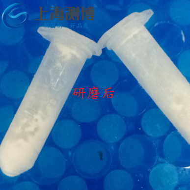 使用多樣品組織研磨儀研磨老鼠血管后是什么效果？