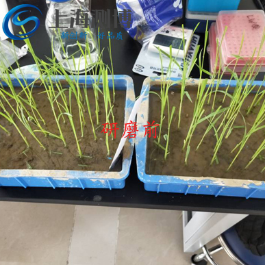 冷凍研磨儀能將難以研磨的水稻葉片進行研磨？